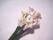 Blommor-Mullberry, Kallor - - bild 1