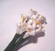 Blommor-Mullberry, Kallor -