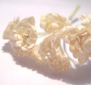 Blommor-Mullberry, Gypsophila